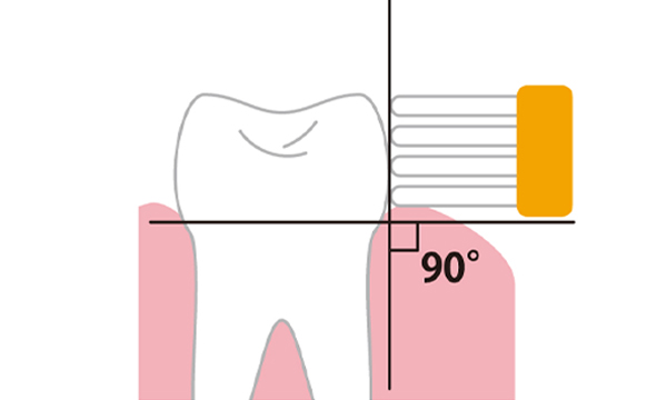 歯と歯ぐきの境目に90度に歯ブラシを当てて磨くスクラビング法のイメージイラスト