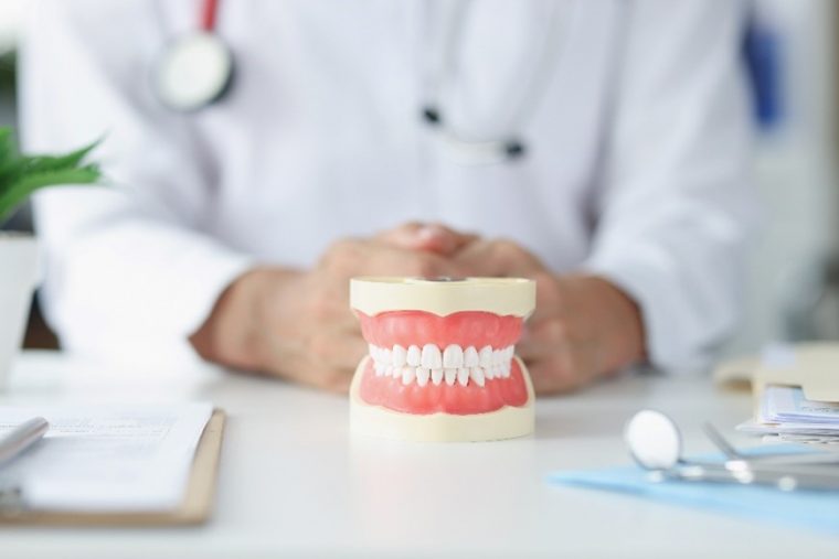 口の模型を前にする歯科医師