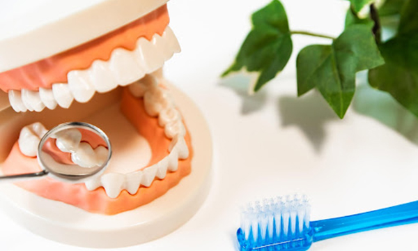 歯ブラシと、歯の模型を口の中用のミラーで確認している様子の写真