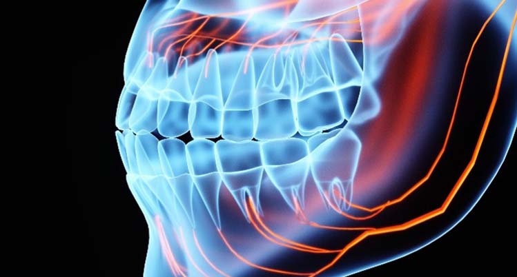 歯と顎の神経のイメージ